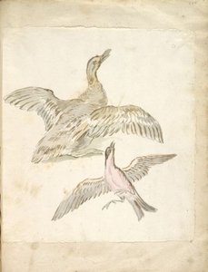 Duck And Bird, Both With Wings Extended — Jean-baptiste Oudry
