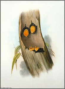 Orange Horseshoe Bat — John Gould