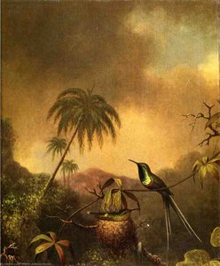 Thorn-tail, Brazil — Martin Johnson Heade