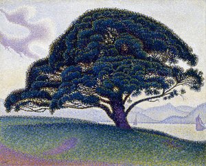 The Bonaventure Pine