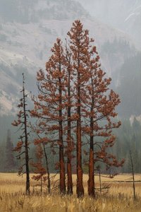 Ephemeral Pines: A Hesse Resonance