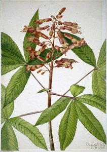 Red Buckeye (aesculus Pavia) — Mary Morris Vaux Walcott