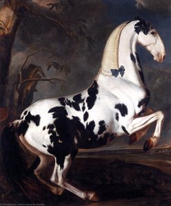 Portrait of a Piebald