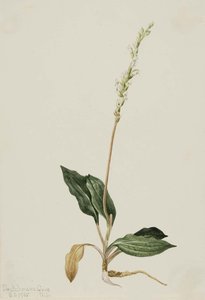 Western Rattlesnake Plantain (peranium Decipiens) — Mary Morris Vaux Walcott