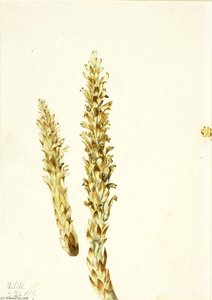 Squawroot (conopholis Americana) — Mary Vaux Walcott