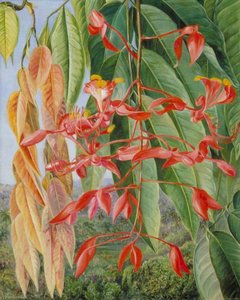 Foliage And Flowers Of The Burmese Thaw Ka Or Soka, Painted At Singapore — Marianne North, Naturalism
