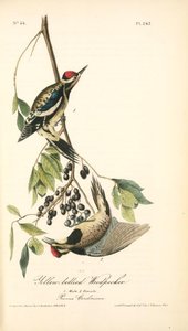 Yellow-bellied Woodpecker. 1. Male. 2. Female — John James Audubon