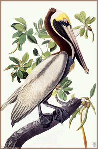 Brown Pelican — John James Audubon