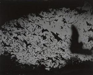 Bat Flight — Andreas Feininger