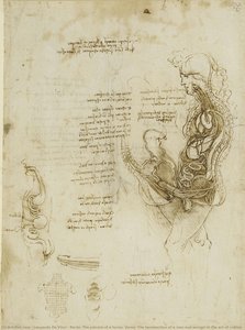 Recto: Los Órganos Internos De Un Caballo. Verso: La Hemo-sección De Un Hombre Y Una Mujer En El Acto De Coito — Leonardo Da Vinci