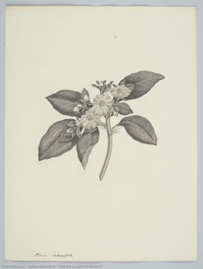 Pereskia grandifolia Haworth