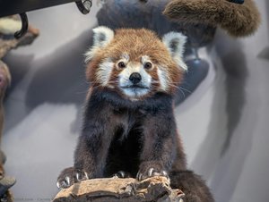 Red Panda (biodiversity wall)