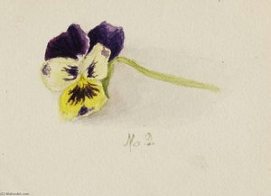 Untitled (pansy) — Mary Morris Vaux Walcott