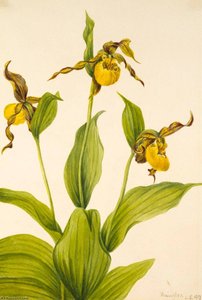 Small Yellow Ladyslipper (cypripedium Parviflorum) — Mary Vaux Walcott