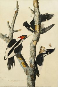 Ivory-billed Woodpecker (Campephilus principalis), Study for Havell plate 66