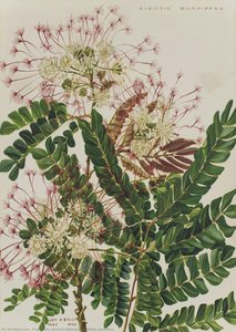 Albizia gumifera