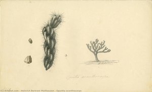 Opuntia Acanthocarpa — Heinrich Bertram Mollhausen