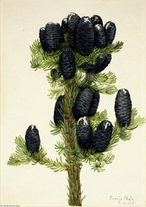 Alpine Fir (abies Lasiocarpa) — Mary Vaux Walcott