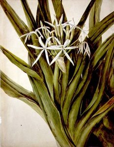The Murray Lily, Cirinum Pedunculatum,