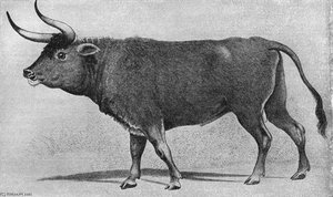 Bos Taurus Primigenius — Charles Hamilton Smith
