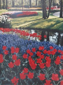 Red Riding Hood tulips and grape hyacinths, Holland