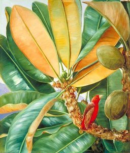 Foliage, Flowers And Fruit Of The Capucin Tree Of The Seychelles — Marianne North, Naturalism