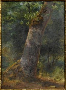 Paysage, étude d'arbre