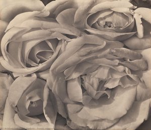 Roses, Mexico