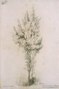 Untitled (tree) — Willard Leroy Metcalf