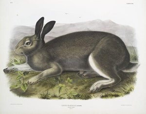 Lepus Glacialis, Polar Hare. Natural Size — John James Audubon