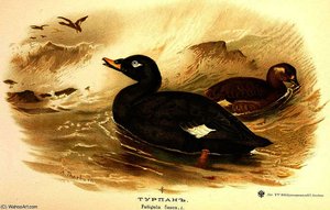 Melanitta Fusca — Archibald Thorburn