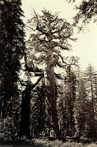 The Grizzly Giant, Mariposa Grove, Yosemite, California