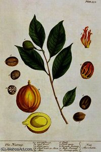 The nutmeg