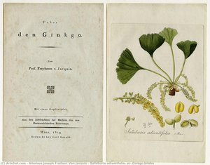Salisburia Adiantifolia, Or, Ginkgo Biloba — Nikolaus Joseph Freiherr Von Jacquin