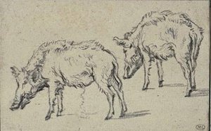 Deux Cochons Tournés Vers La Gauche — Paulus Pietersz Potter