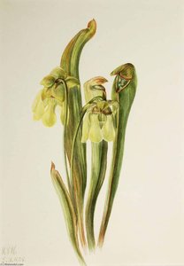 Hooded Pitcherplant (sarracenia Minor) — Mary Morris Vaux Walcott