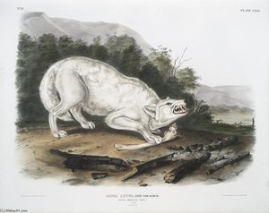 Canis Lupus, White American Wolf. Male — John James Audubon