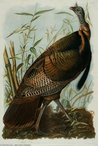 Wild Turkey