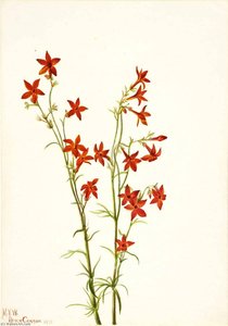 Gilia Arizonica — Mary Vaux Walcott, Botanical Illustration