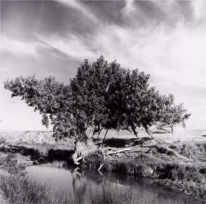 Tree, Kiowa County, From The Kansas Documentary Survey Project — Larry W Schwarm