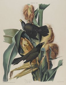 Purple Grackle — John James Audubon