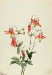 Red Columbine (aquilegia Formosa) — Mary Vaux Walcott