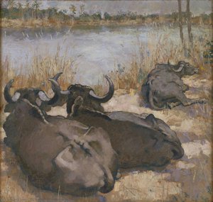 Cows in India