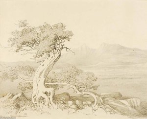 Untitled (transfer Drawing For Old Cedars And Spanish Peaks) — George Elbert Burr
