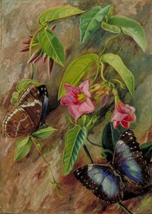 Twining Plant And Butterfly Of Brazil — Marianne North, Victorian Botanical Painting