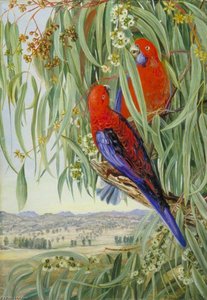 View From Collaroy, New South Wales, Looking Towards The Liverpool Downs — Marianne North