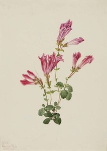 Menzies Pentstemon (pentstemon Menziesii) — Mary Vaux Walcott