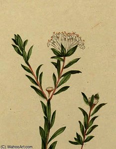Pimelea linifolia