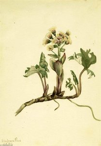 Northern Butterbur (petasites Hyperboreus) — Mary Vaux Walcott