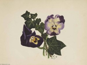 Untitled (pansies And Ivy) — Mary Vaux Walcott